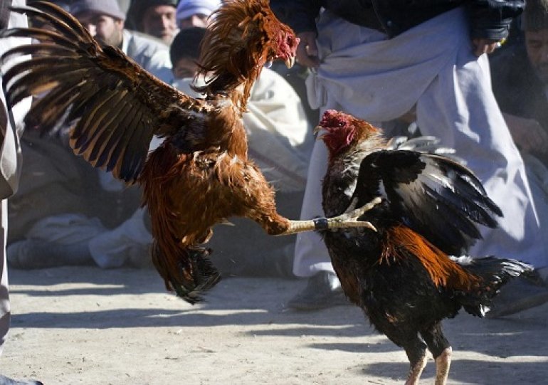 cockfighting