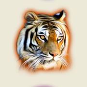 The Wildlife: Tiger